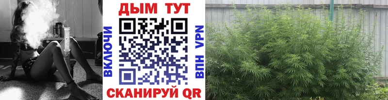 omg рабочий сайт  где продают   Котельнич  Шишки марихуана конопля 